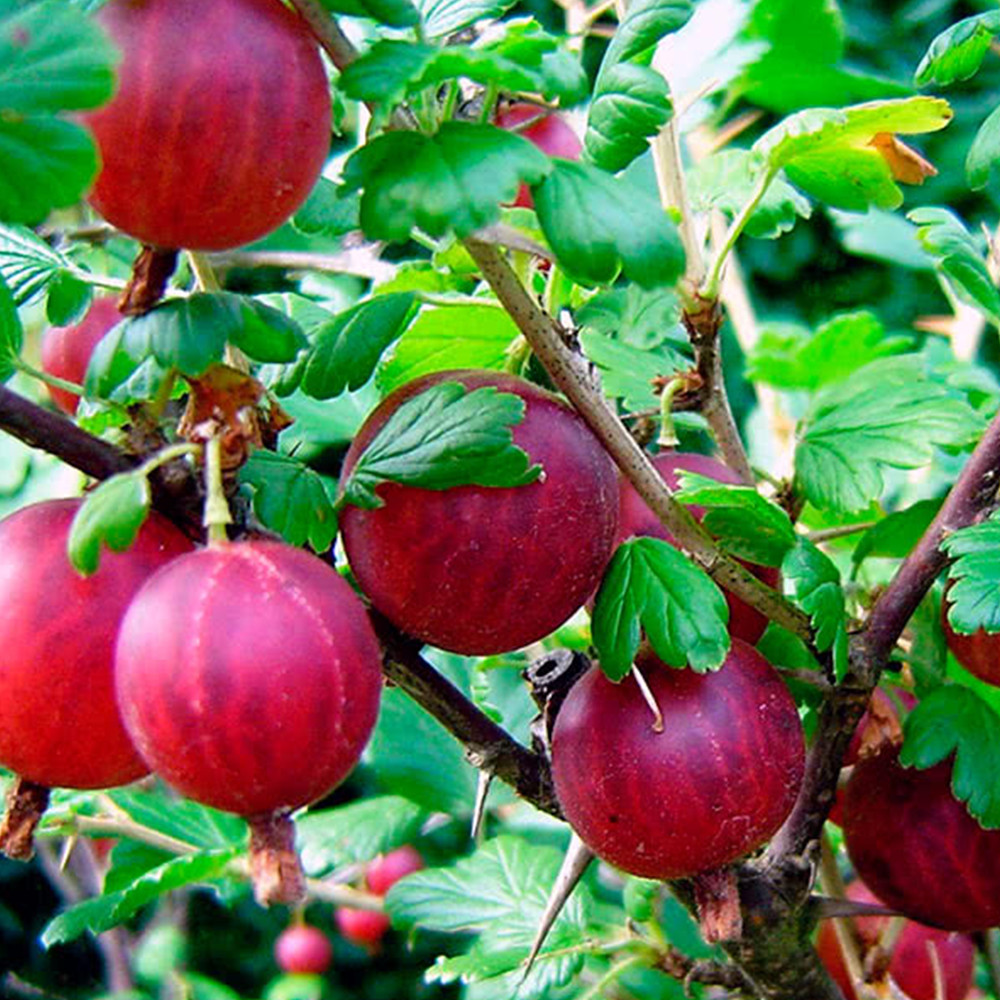 Саджанці агрусу Легендарний Чернівці - фото 2