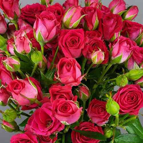 Саженцы роз Фрути Баблз (привитый) - 2-летний Черновцы