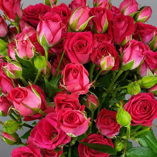 Саженцы роз Фрути Баблз (привитый) - 2-летний Черновцы - изображение 1