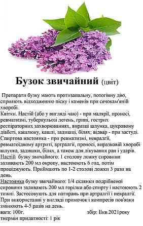 500г., Бузок звичайний (цвіт) Київ