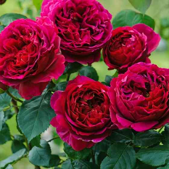 Саженцы английских пионовидных роз Фальстаф (привитый) Черновцы