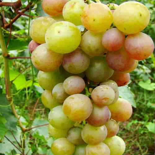 Cаджанці винограду Русвен (черенкований) - 1-річний Чернівці