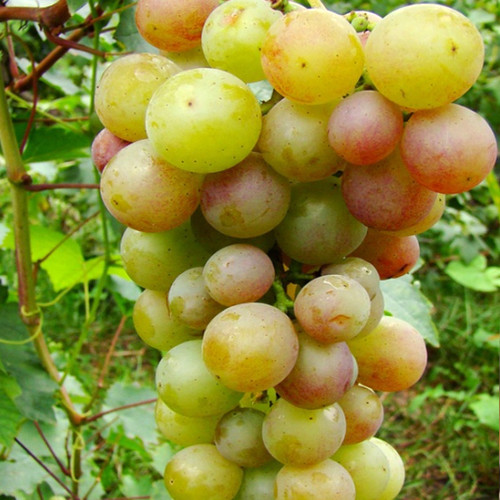 Cаджанці винограду Русвен (черенкований) - 1-річний Чернівці - фото 1