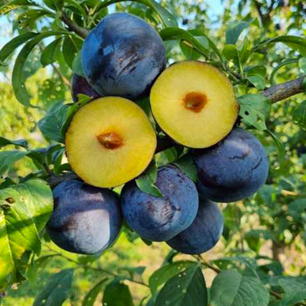 Саджанці диплоїдної сливи Блю Кармен (привитий) - 2-річний Чернівці - фото 1