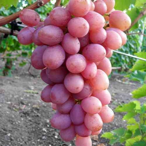 Саженцы винограда Хамелеон (черенкованный) - 1-летний Черновцы