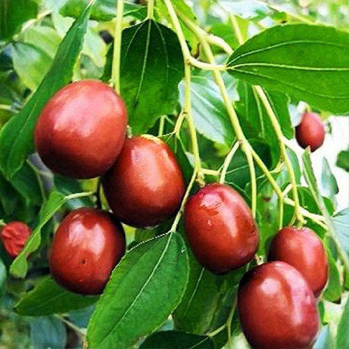 Саженцы зизифуса Вахшский - 1-летний Черновцы - изображение 1