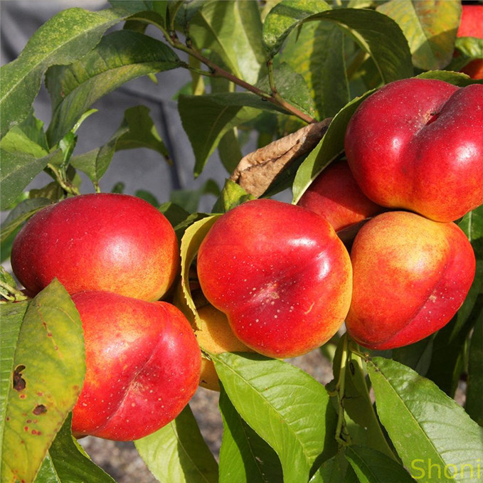 Саджанці нектарину Месембріне (привитий) - 1-річний Чернівці - фото 1