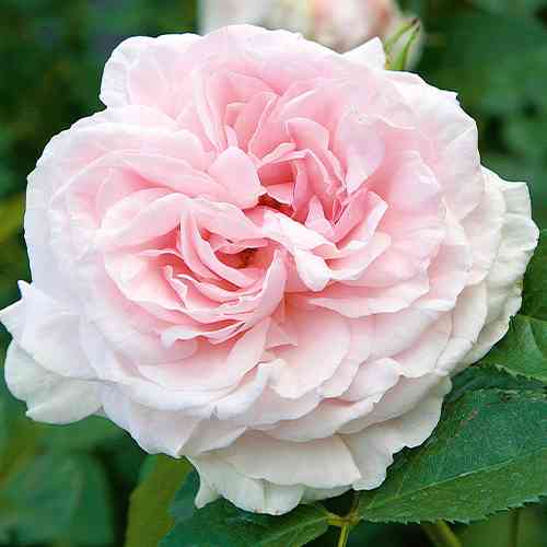 Саджанці троянд Граціоза (привитий) - 2-річний Чернівці