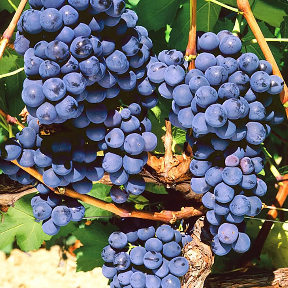 Саженцы винограда Мускат Блау (черенкованный) - 1-летний Черновцы - изображение 2