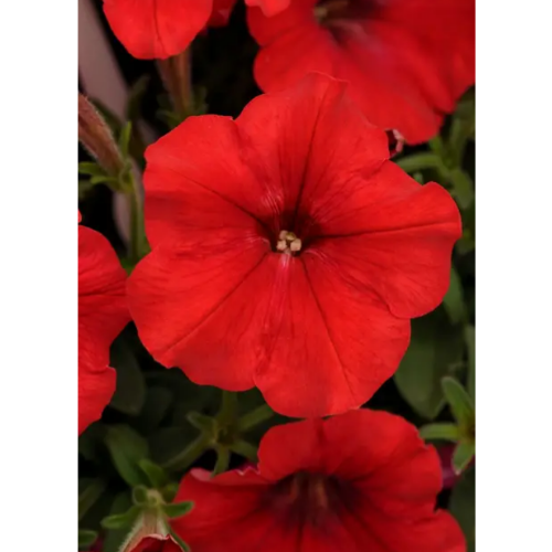 Петунія грандіфлора Танго F1 червона 20шт Професійне насіння Житомир