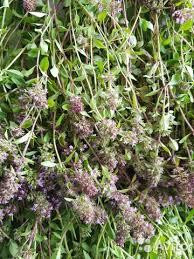 Тимян повзучий (чебрец/чабер) 100г master sem Киев - изображение 3