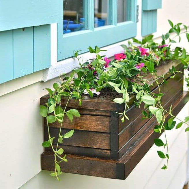 Квітник на підвіконня "Сагара" мускат Миколаїв - фото 1