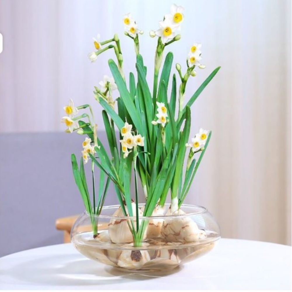 Емкость для флориума диаметр 15 см Чаша для флориума, мосариума, цветочных композиций Одесса - изображение 10