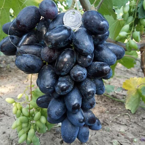 Саженцы винограда Рембо (черенкованный) - 1-летний Черновцы - изображение 1