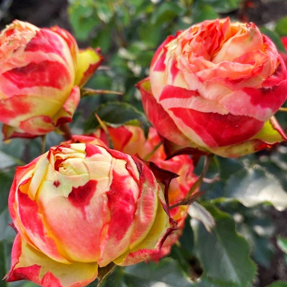 Саджанці англійських піоноподібних троянд Вулканіка (привитий) Чернівці - фото 2