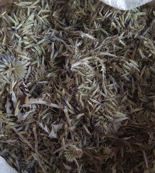 Мордовник / Эхинопс, 500г. MasterSEM Киев - изображение 1