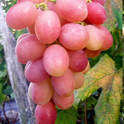 Саженцы винограда Гурман Лакомка (черенкованный) - 2-летний Черновцы - изображение 1