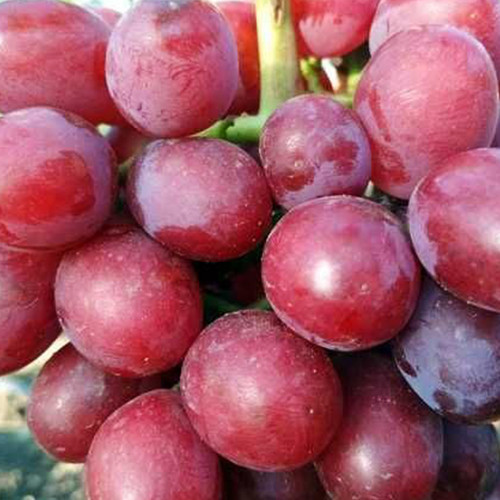 Cаджанці винограду Строкатий (черенкований) - 1-річний Чернівці - фото 1