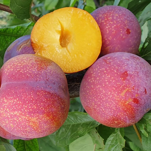 Саджанці диплоїдної сливи Пінк Сатурн (привитий) - 2-річний Чернівці - фото 1