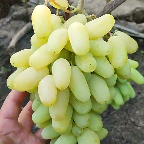 Саджанці винограду Алінка (черенкований) - 2-річний Чернівці - фото 2