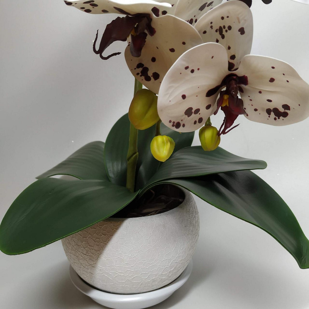Штучна латексна орхідея VIP у білому керамічному кашпо на одну гілку біла Дніпро - фото 2
