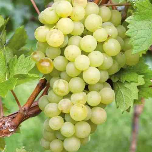 Саженцы винограда Белое Чудо (черенкованный) - 2-летний Черновцы