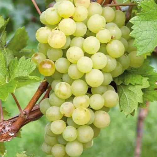 Саженцы винограда Белое Чудо (черенкованный) - 2-летний Черновцы - изображение 1