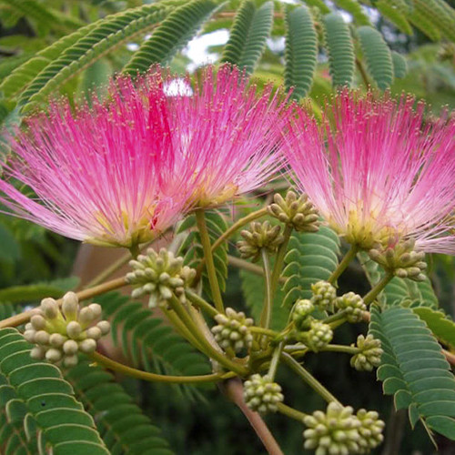 Саджанці альбіції Шовкова (привитий) - 1-річний Чернівці - фото 1