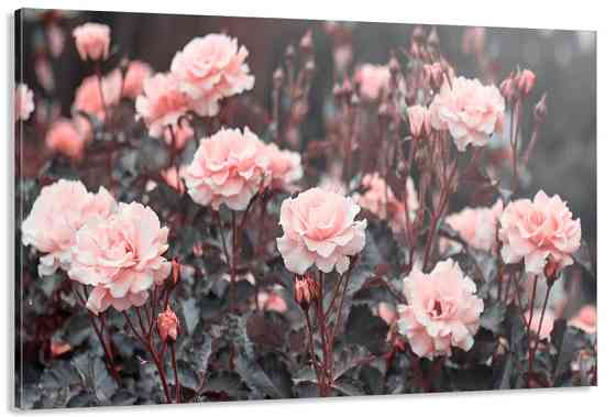 Картина холст в гостиную / спальню   Троянди   MLP_351 90х180см Киев