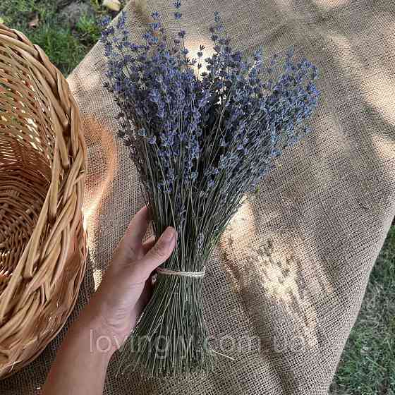 Цветы лаванды оптом на стебле для декора и флористики Ирпень