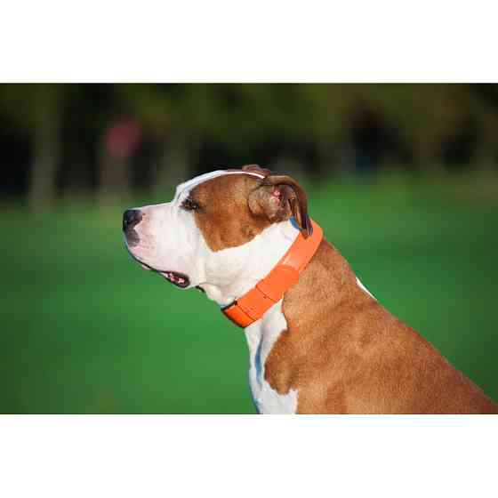 Нашийник для собак шкіряний WAUDOG Glamour з QR паспортом, без прикрас, L, Ш 25 мм, Дов 38-49 с Коломыя