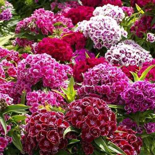 Саженцы гвоздики Восточная Сказка Розовая (черенкованный) - 2-летний Черновцы