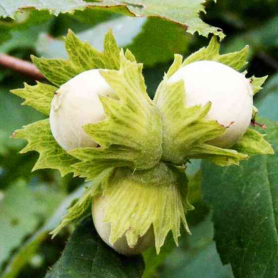 Саджанці фундука Президент (Караманівський) - 3-річний Чернівці