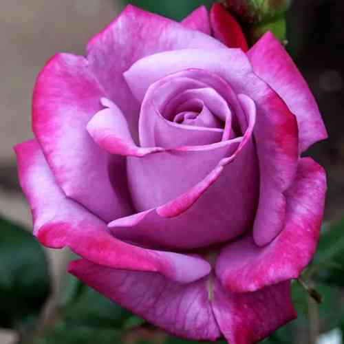 Саджанці троянд Паредайс (привитий) - 2-річний Чернівці