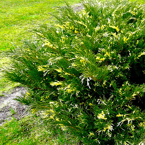 Саженцы можжевельника Вариегата (черенкованный) - 3-летний Черновцы - изображение 1