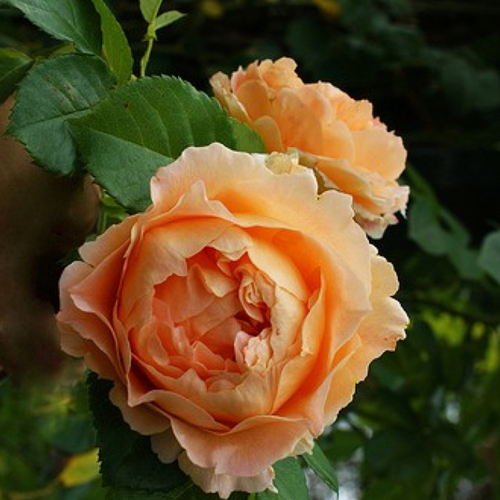 Саджанці плетистих троянд Полька 91 (привитий) Чернівці - фото 1