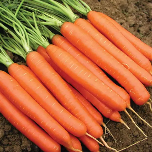 Морква Нантес Тіп Топ 10гр Професійне насіння Житомир - фото 2