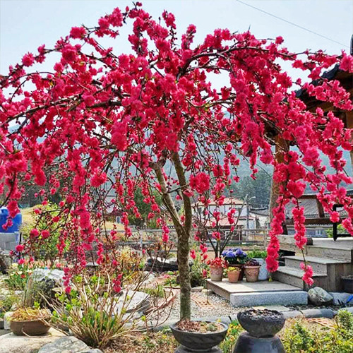 Саджанці персика на штамбі Намисто (привитий) - 2-річний Чернівці - фото 1