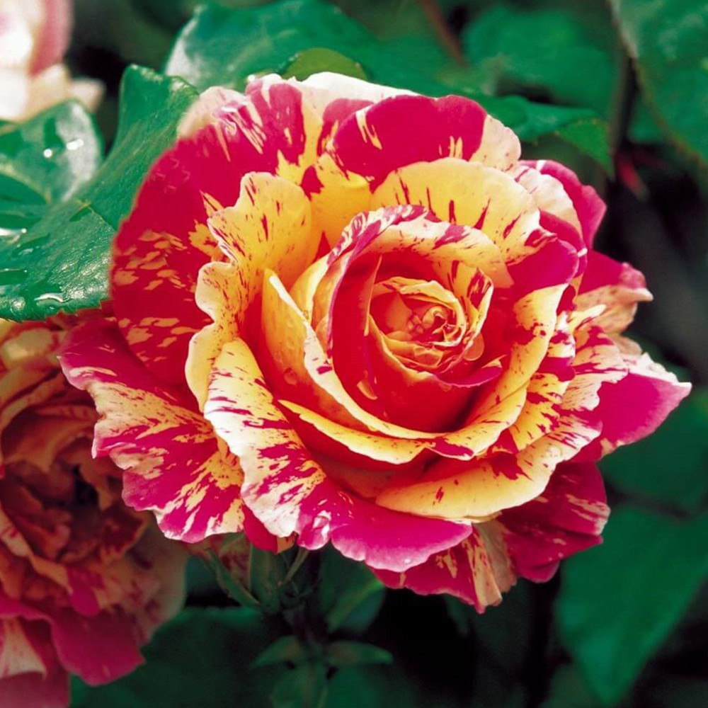 Саджанці чайно-гібридних троянд Фаєр Крек (привитий) Чернівці - фото 2