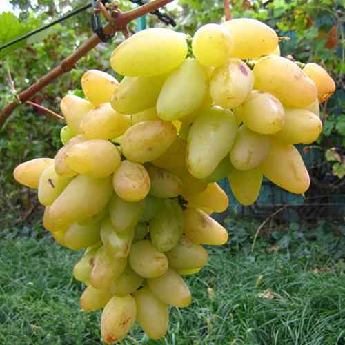 Cаджанці винограду Пам'яті Смольнікова (черенкований) - 2-річний Чернівці