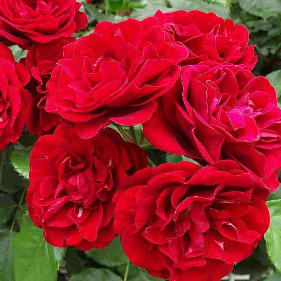 Саженцы роз на штамбе Лилли Марлен (привитый) Черновцы