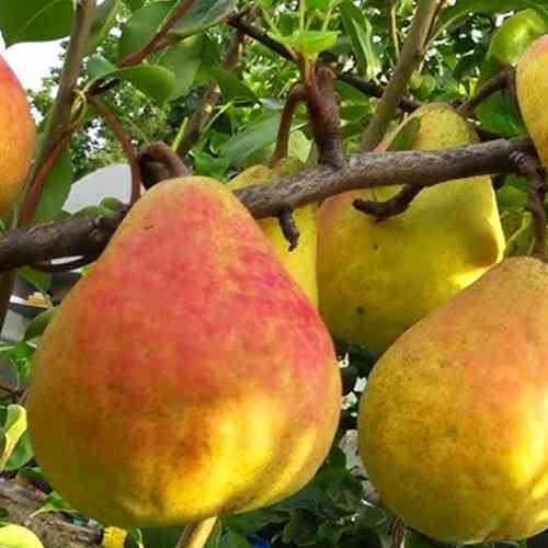 Саженцы груши Герберт Хутт (привитый) - 2-летний Черновцы