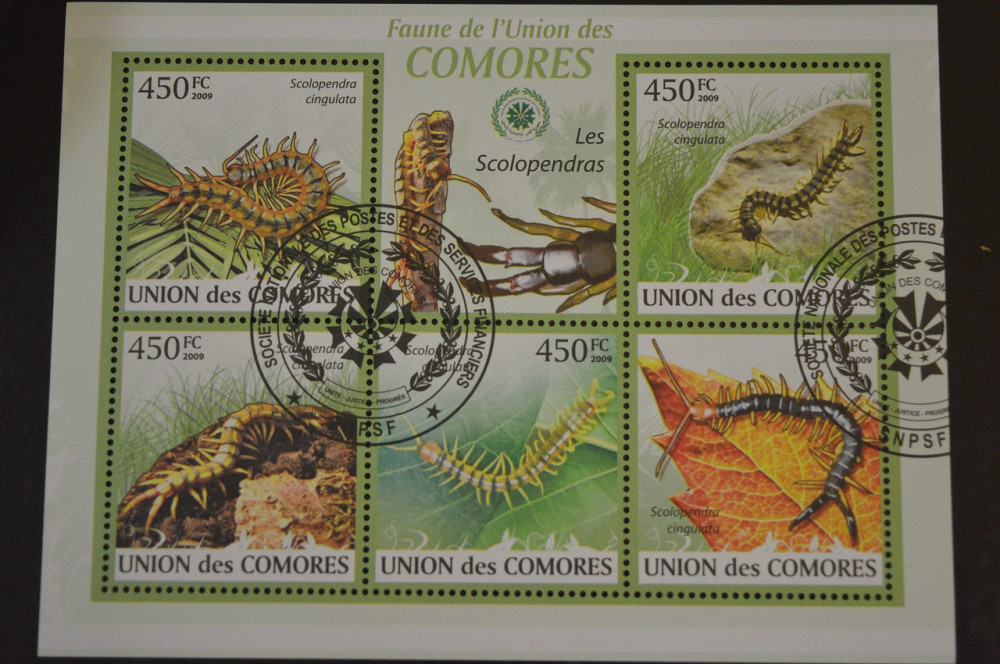 Коморы. Марки. Фауна. Блок. 2009 год (В-5) Полтава - изображение 1