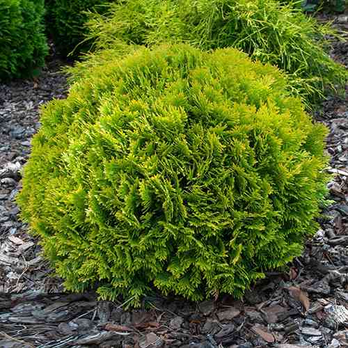 Саджанці туї Міріам Чернівці