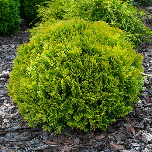 Саджанці туї Міріам Чернівці - фото 1