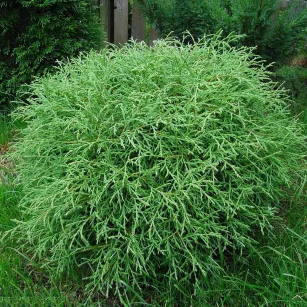 Саженцы западной туи Мистер Боулинг Болл Черновцы - изображение 1