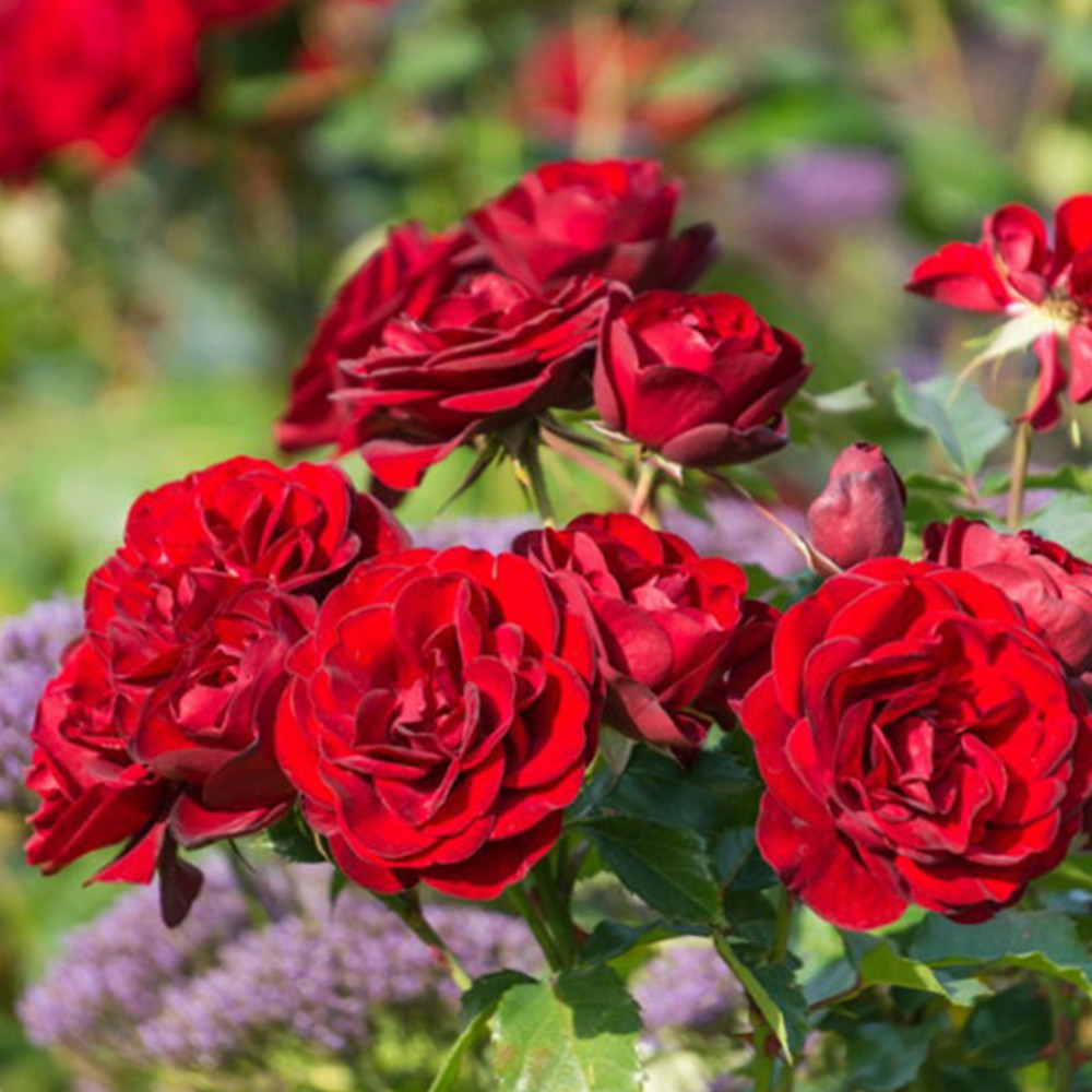 Саджанці бордюрних троянд Торнадо (привитий) Чернівці - фото 2