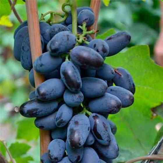 Саженцы винограда Байконур (черенкованный) - 1-летний Черновцы