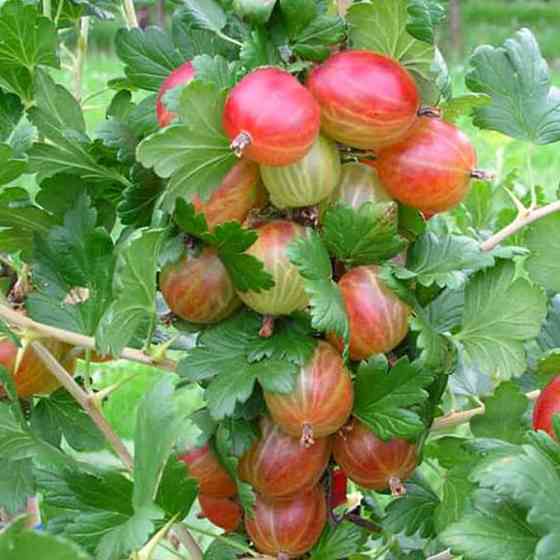 Саджанці агрусу Танго Удвох (черенкований) - 2-річний Чернівці
