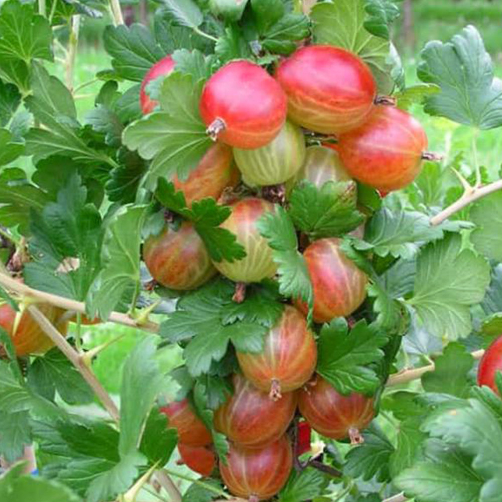Саджанці агрусу Танго Удвох (черенкований) - 2-річний Чернівці - фото 3